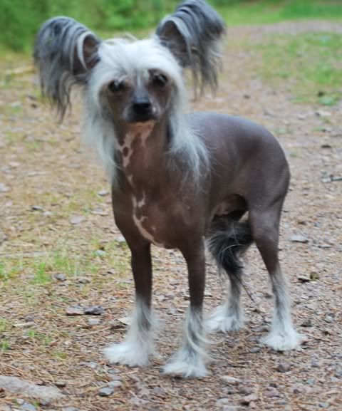 Gamla Bodens mini Inez