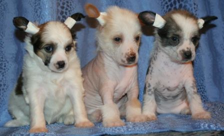 Shebetynya Krasa from Khakasia