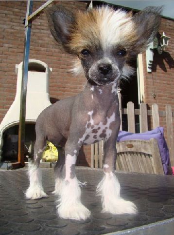 White Tipped Tails Goliath