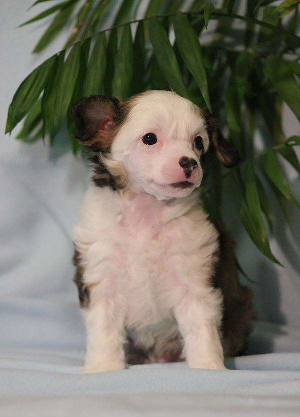 Windy Forest's Hard As Volfram