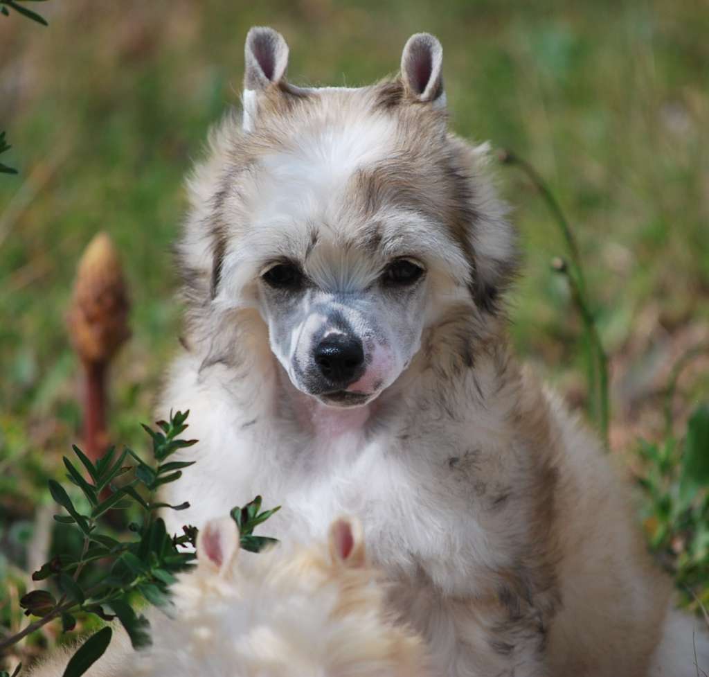 Little Dog Of Dream Narii