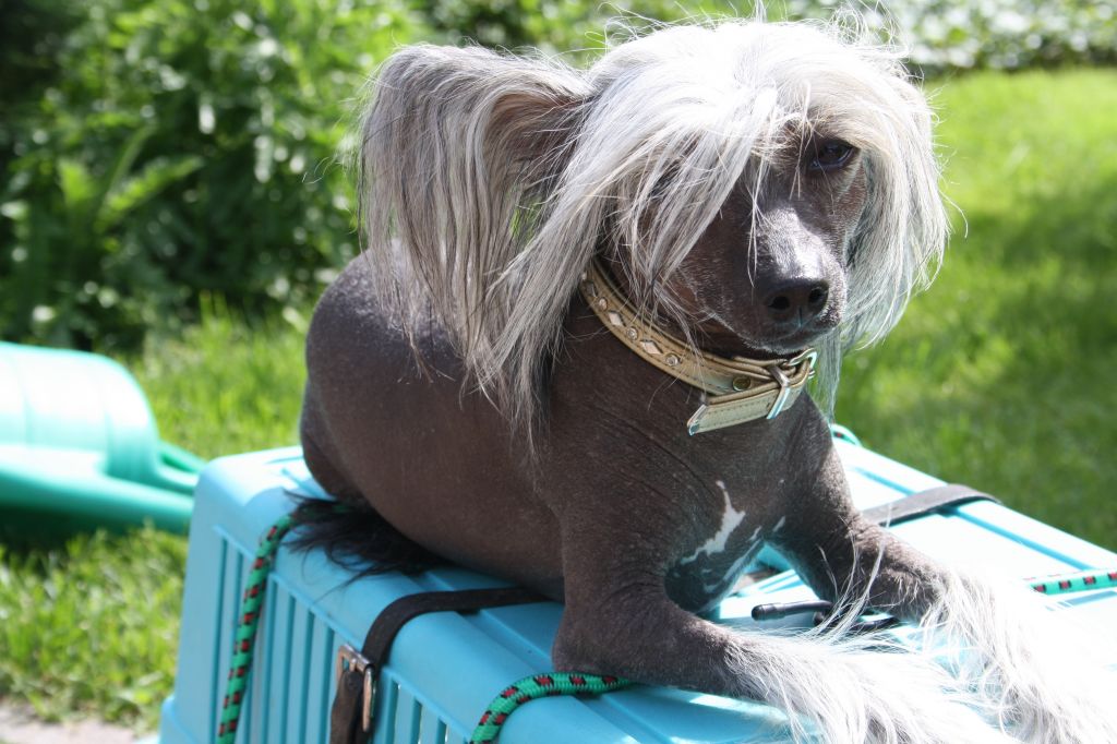 Zhannel's Unbreak My Heart