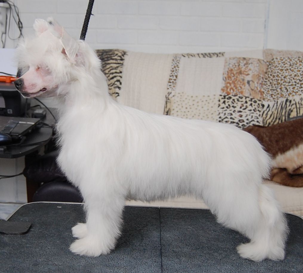 Crestyle Star Light Special PP