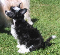 Lionheart Kross Fire To Satan