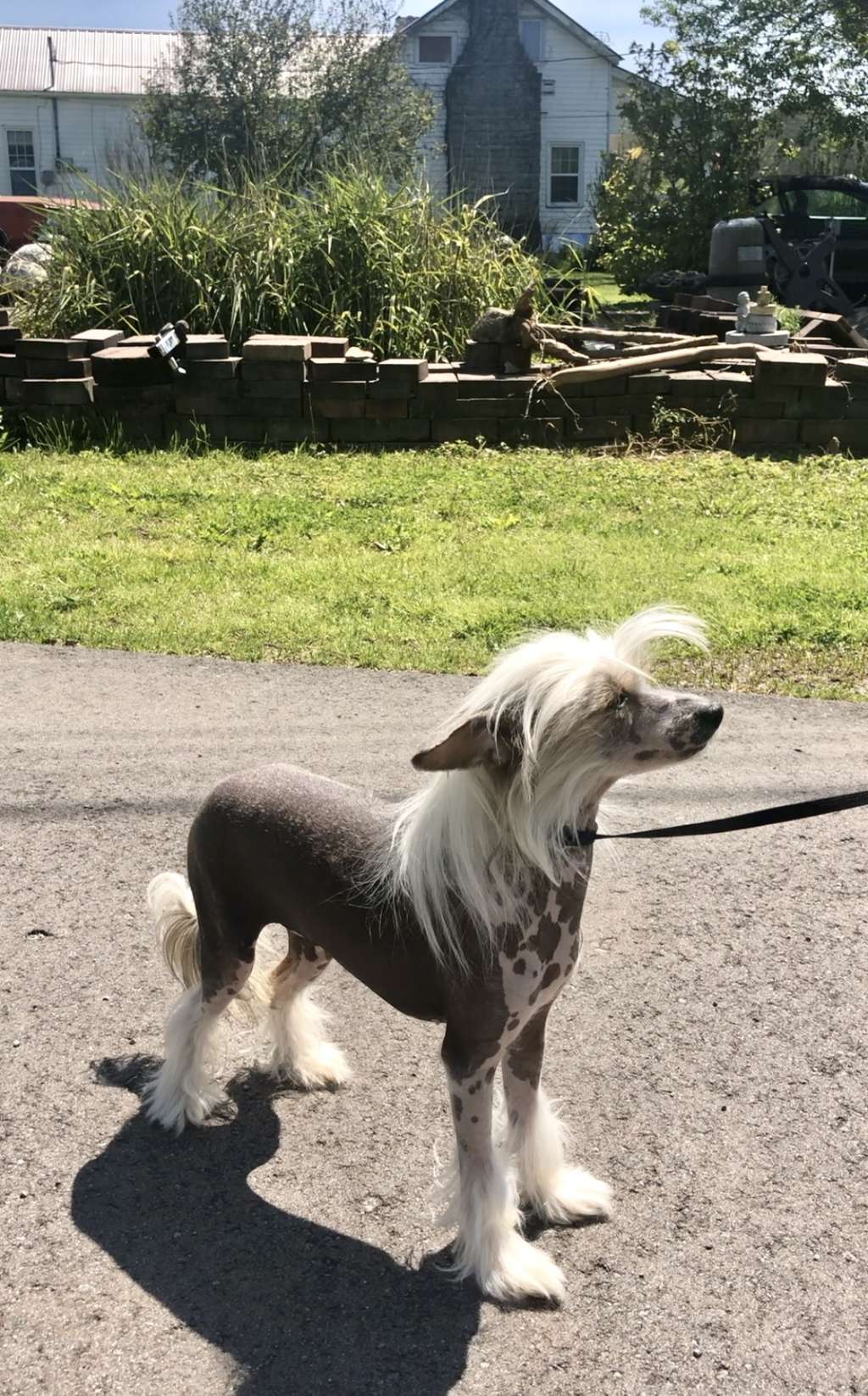 Cosmic?s I Wrote the Lyrics