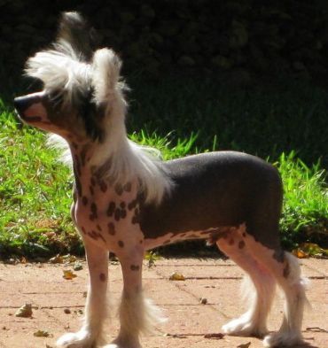 Sherabill Jack Black