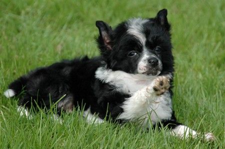 Excalibur Little Champs