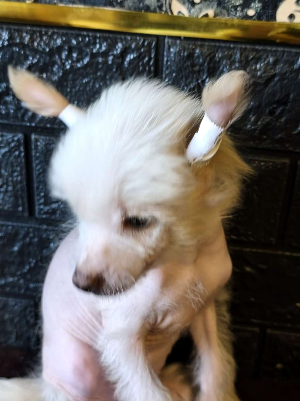 Amour De Luxe Dexter