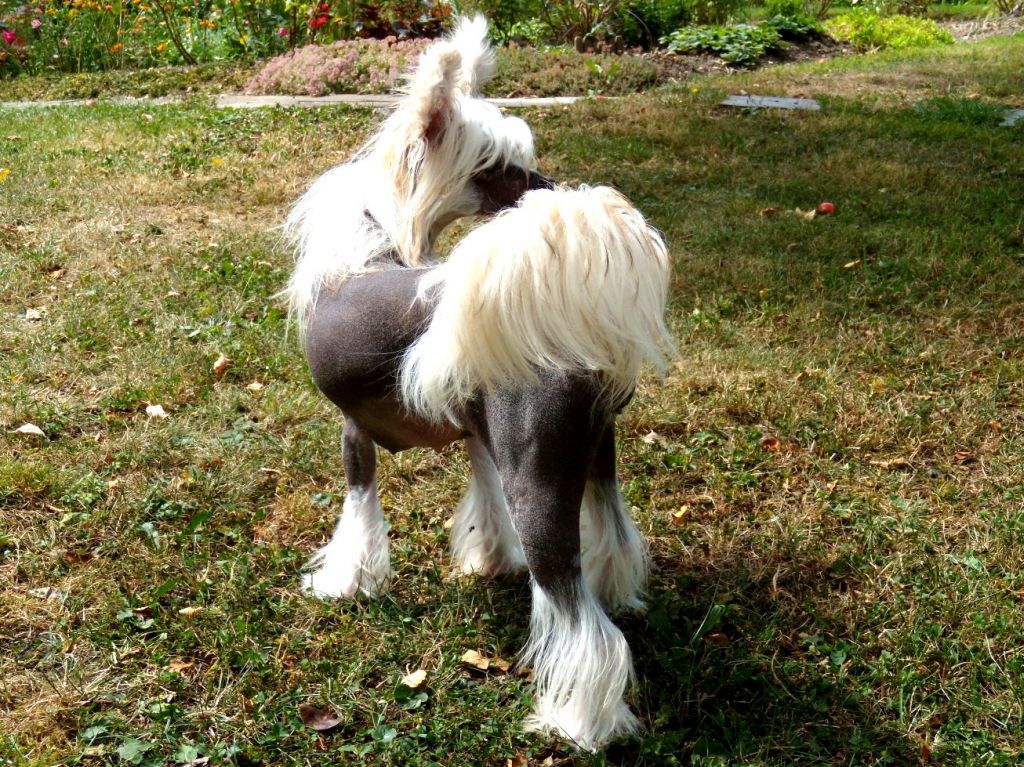 Lady Pariser Charme Avokaduh