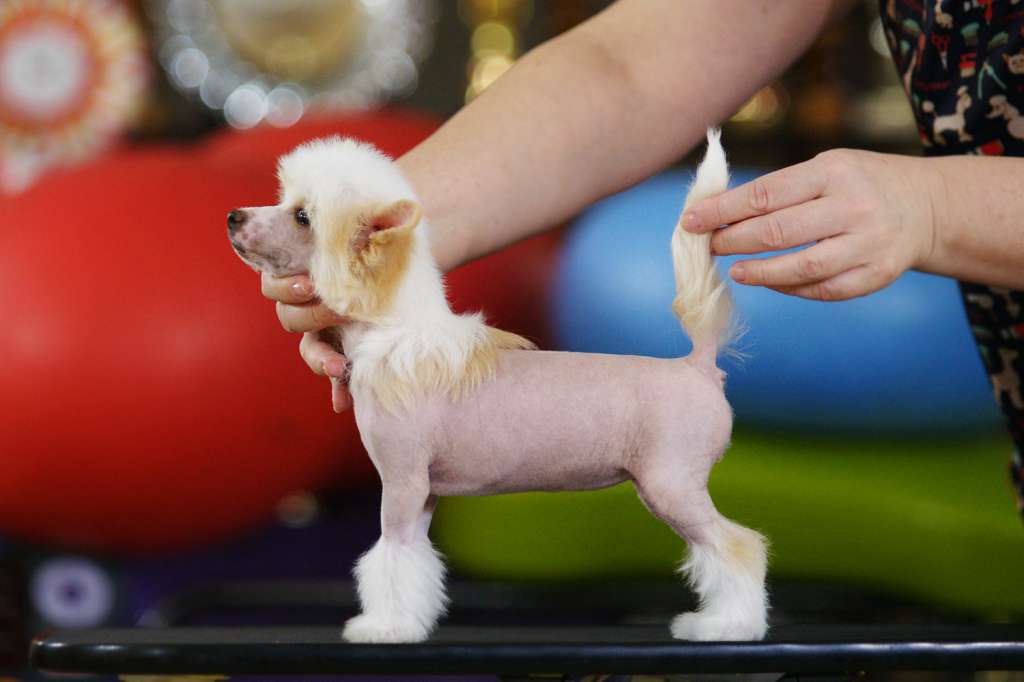 Incanto Del Mondo Cheesecake