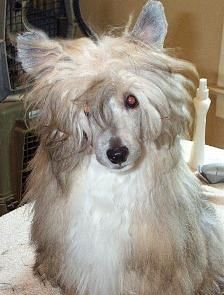 Wickhaven Call Me MacDougal