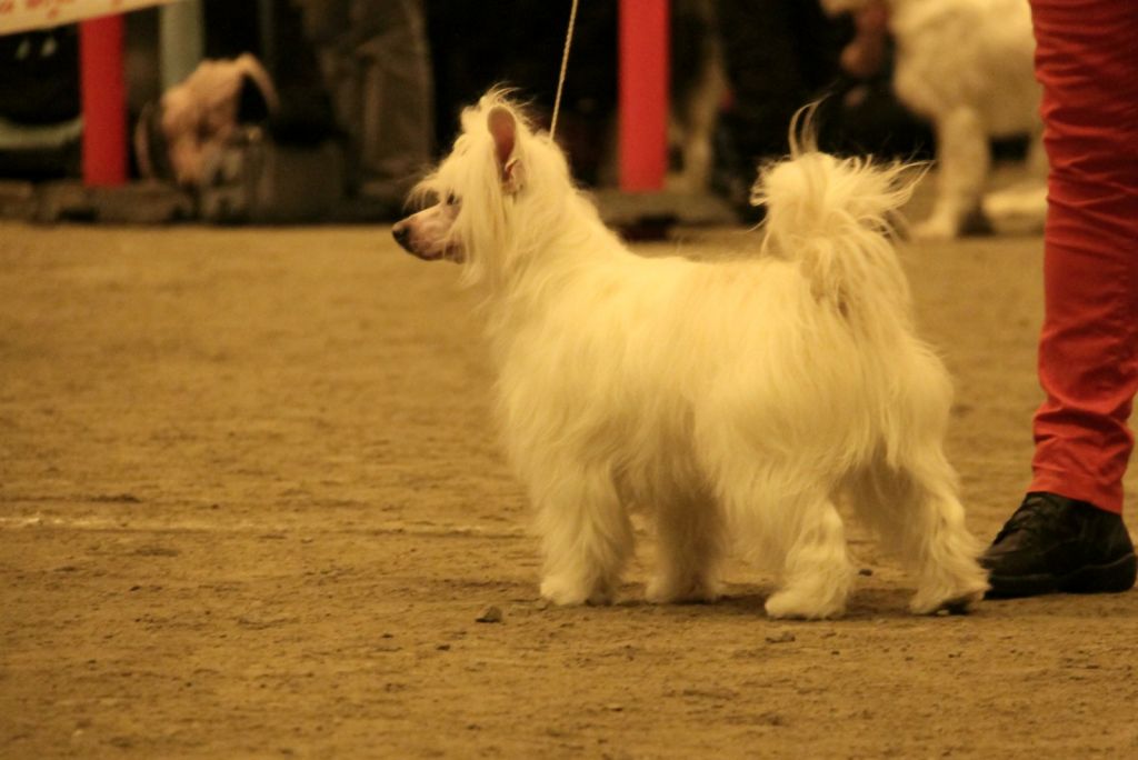 Windy Forest's Starry Night