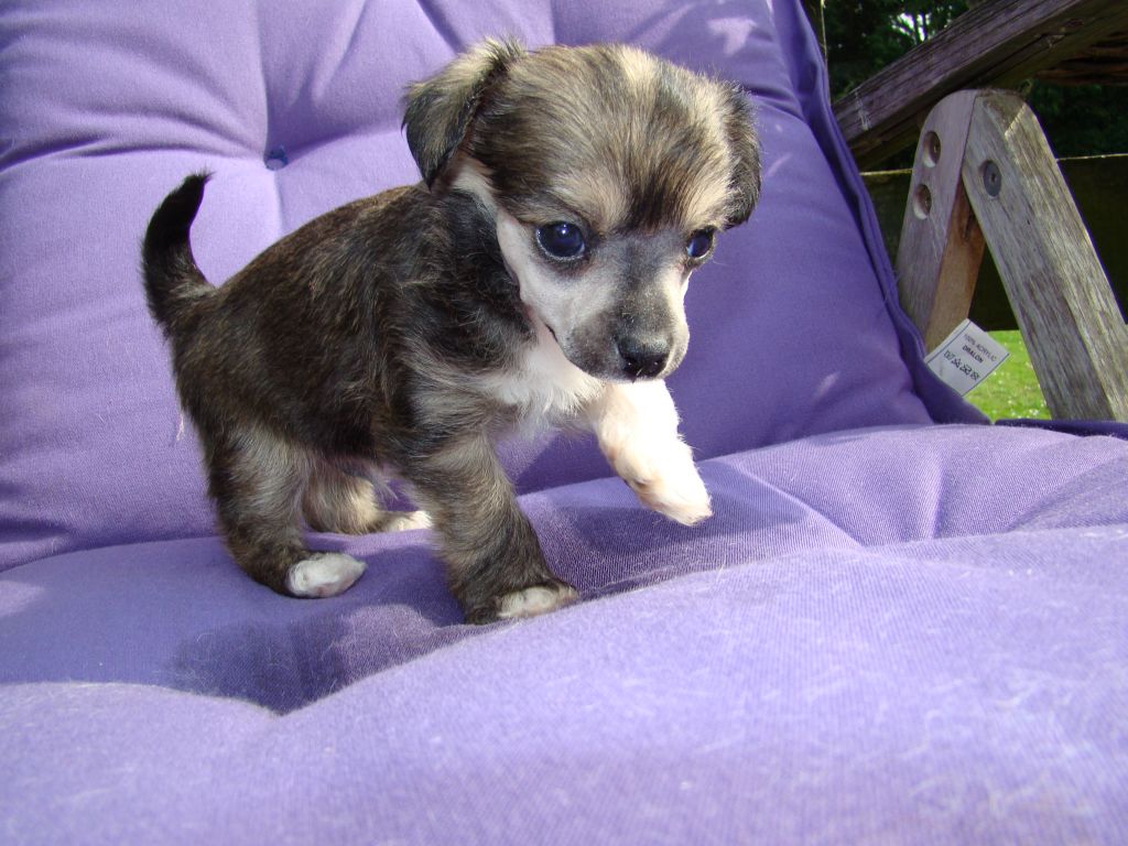 White Tipped Tails Statler