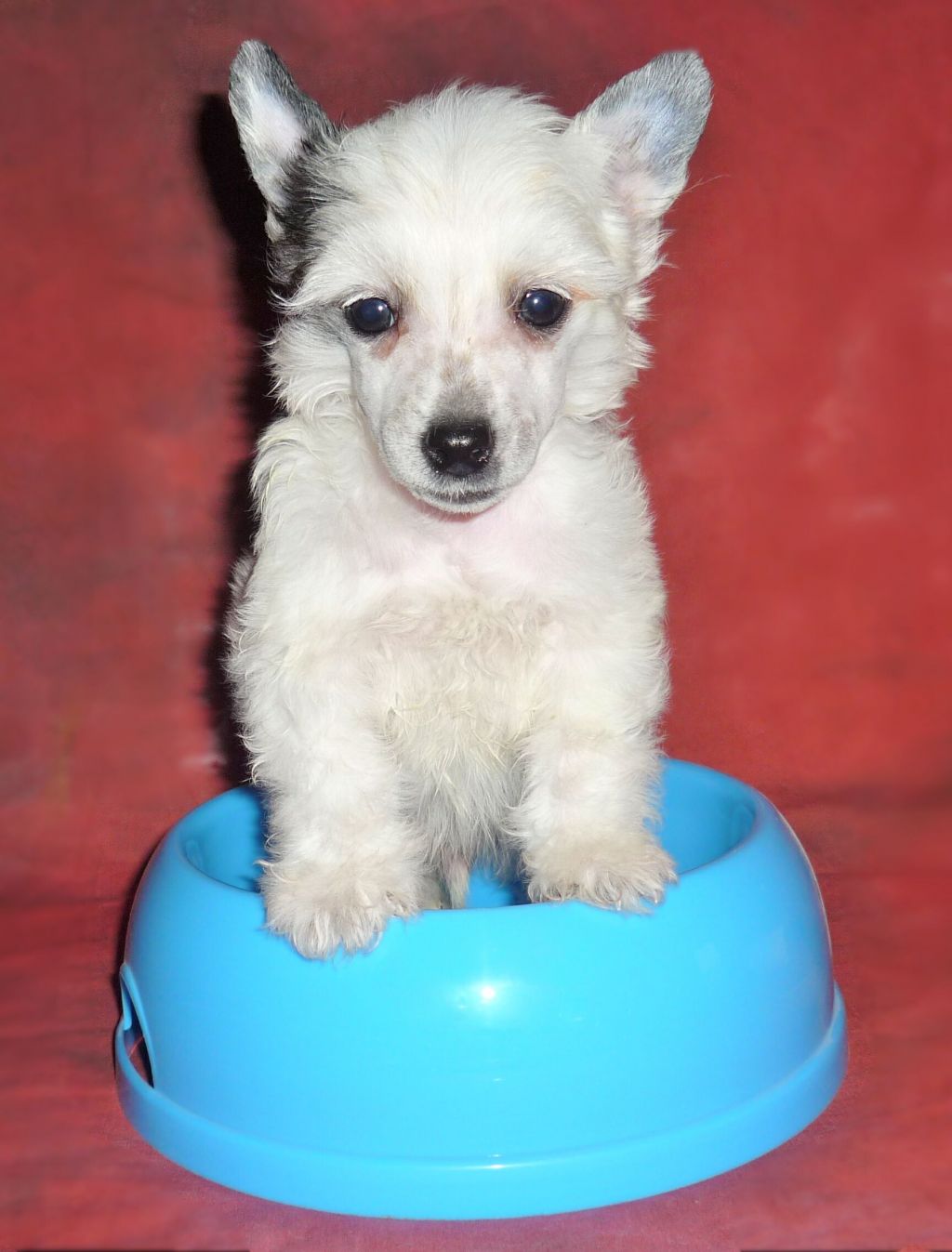 Legion of Dream Nik Malta