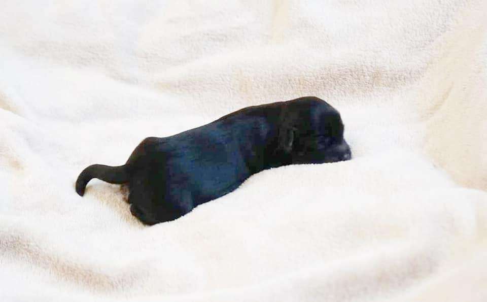 Henry Choice by Little Jade