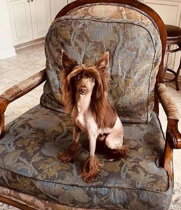 Kingsley Charmer Furswood