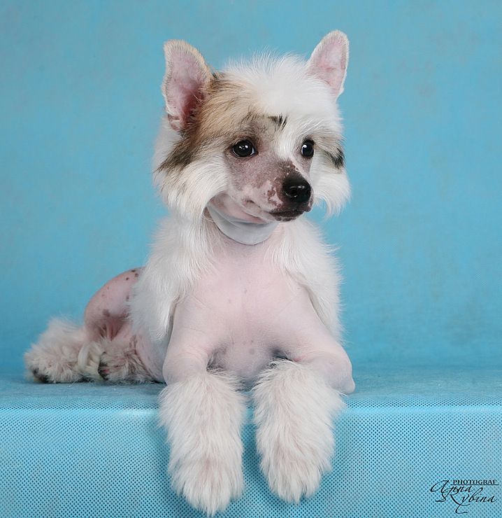 Dogland Happy Global Connection