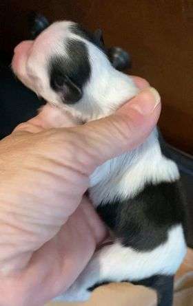 Crowned Picture Perfect