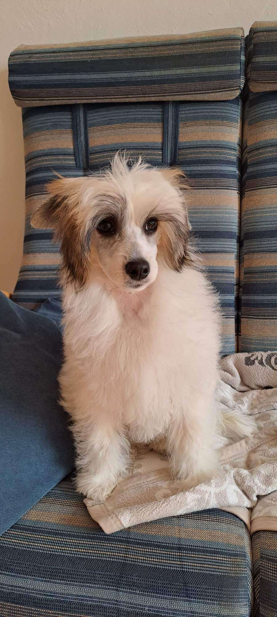 Comtesa Diamond Chinese Butterfly