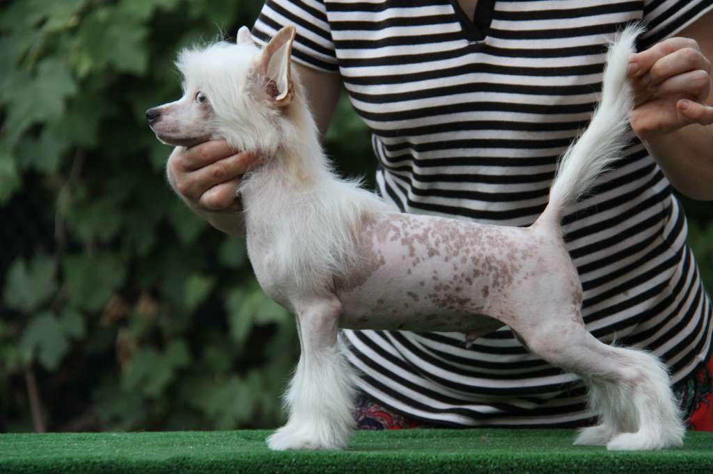 Zheneva-Debjut Va Bank