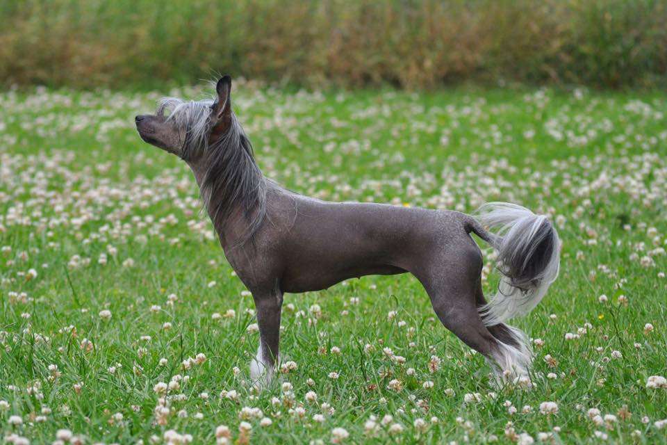 Smedbys Devil In Disguise