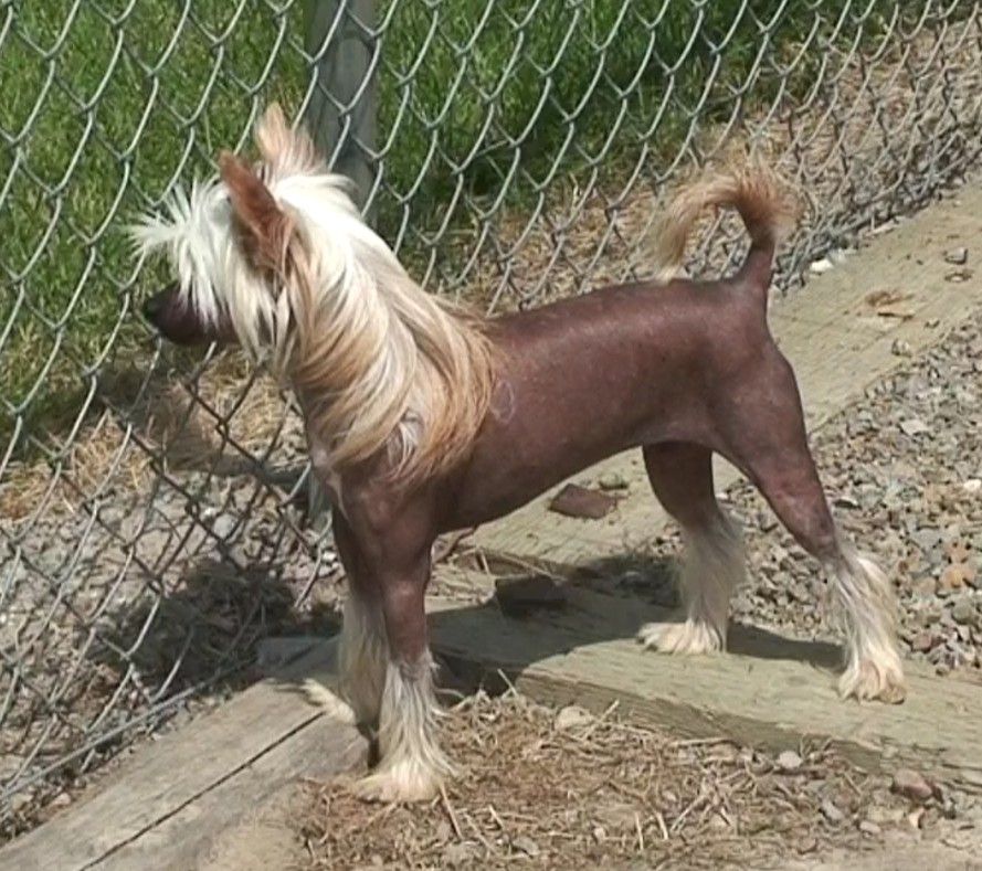 Doucai Luscious Lady