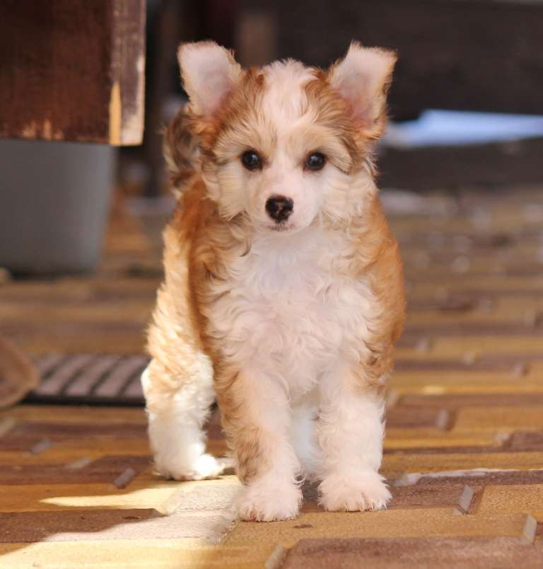 Dominatrix Luck  dlya Liris