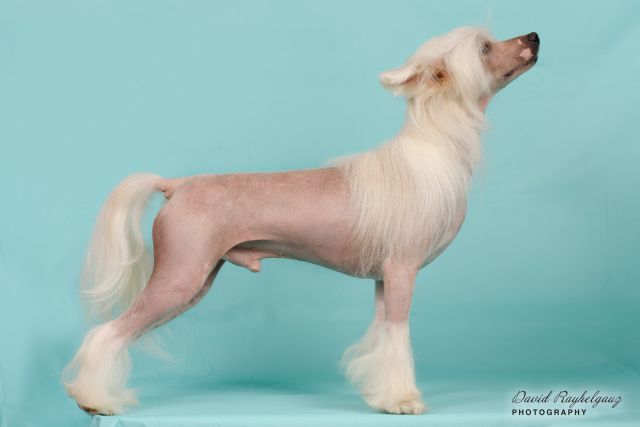 Legion Of Dream Flash Of Fire