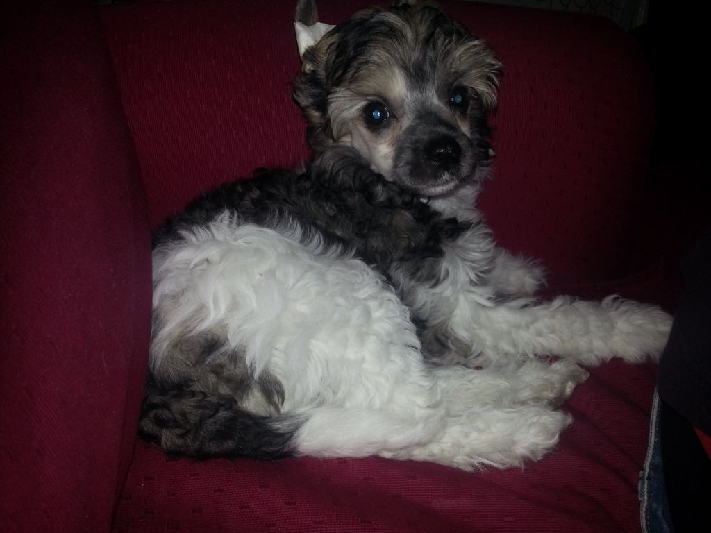 Belsebubs Chang Ivar