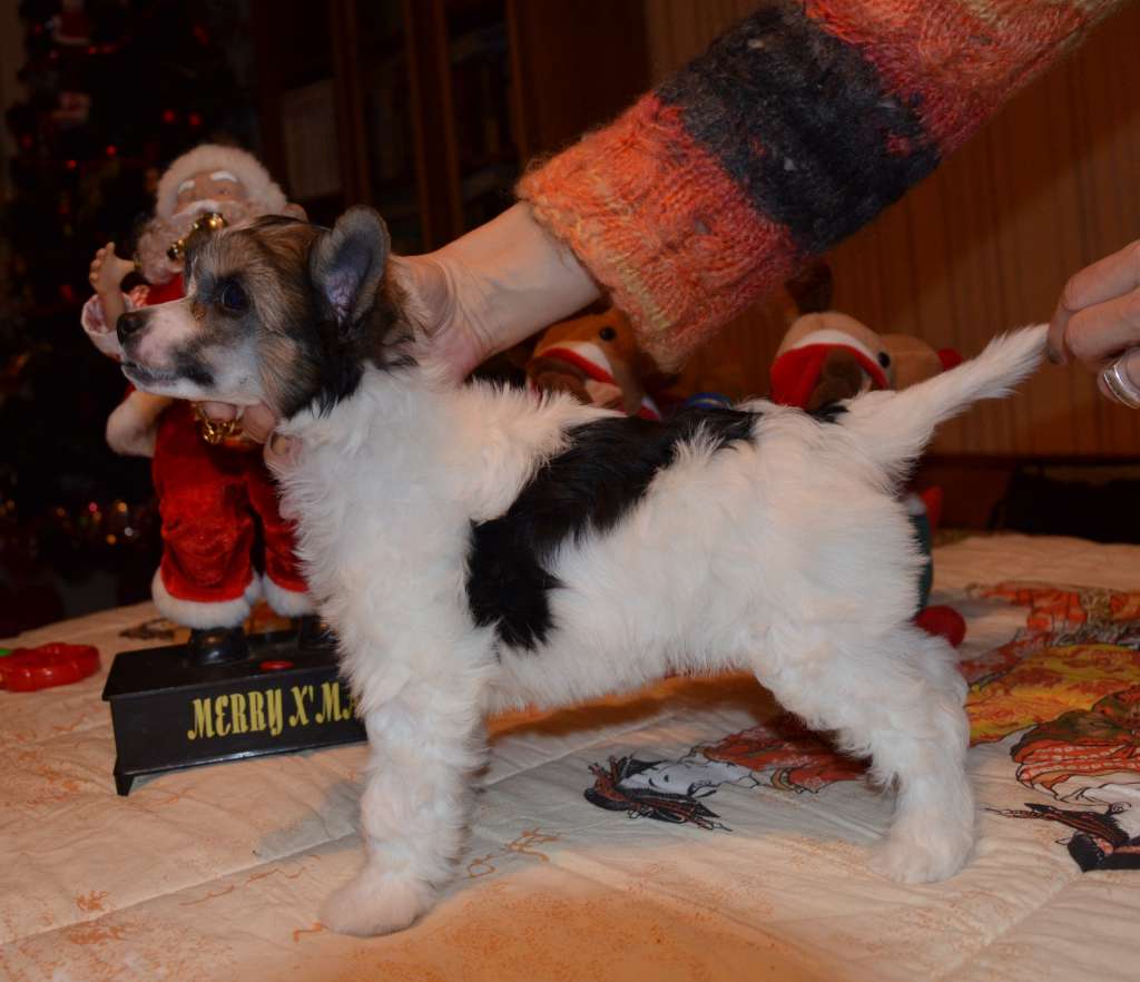 Lusinda Bonus Westtai