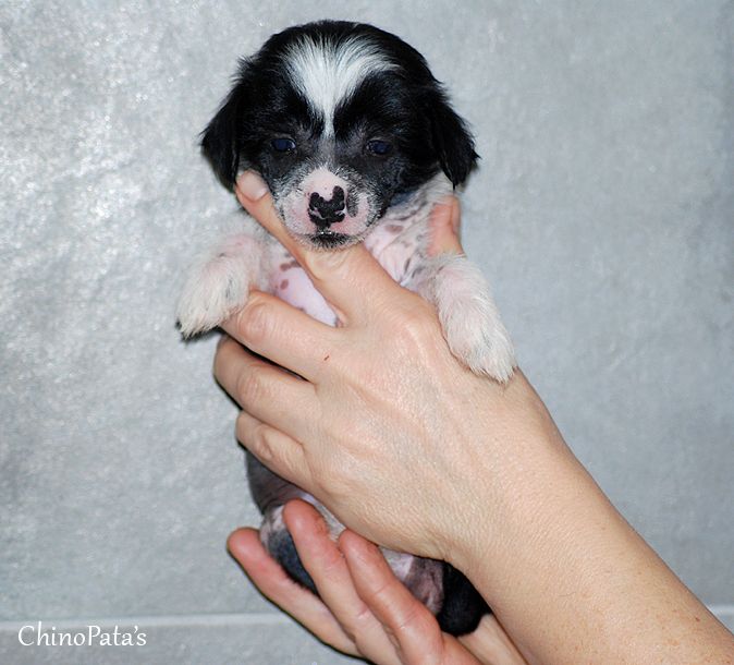 Duneliduns A'Wilda By Diva