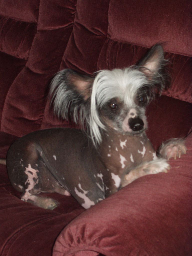 Ziglavys James Grieve