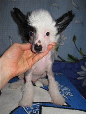 Persona Topgrate .....