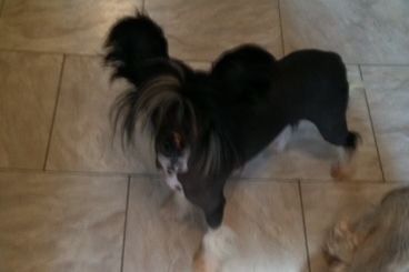 Six Gems Viva Las Vegas