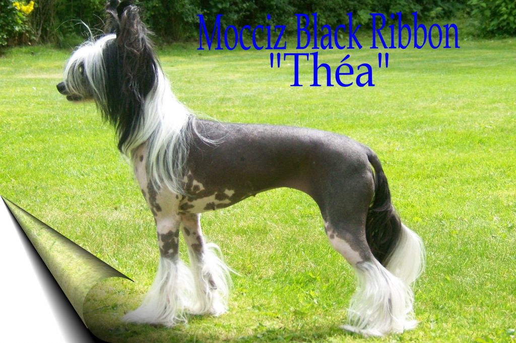 Mocci'z Black Ribbon