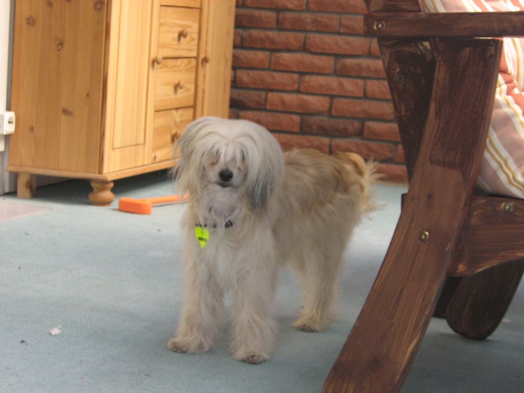 Rådjurstigens Kelly