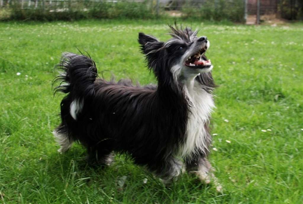 Hagzissa Made Of Frabies Beauties