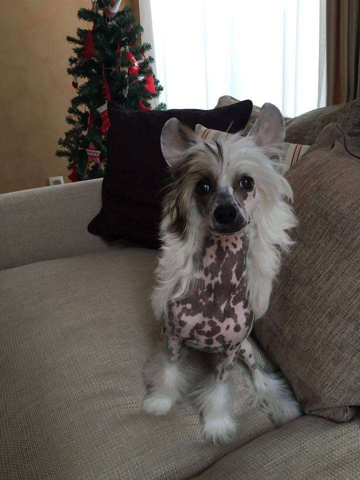 Anna Sky Kennel Pin Up Girl