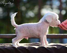 Allegranden Euphorium Of Joy