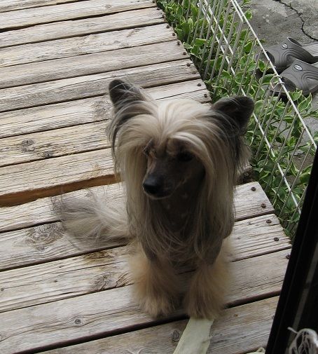 Rino Anne JP My Favorite Sweetcocoa