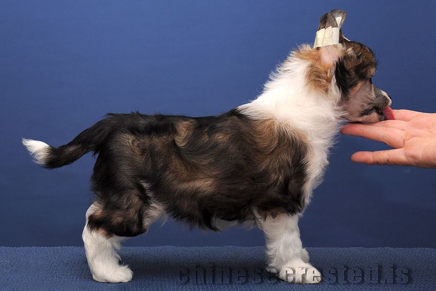 Practical Hero KidNapper