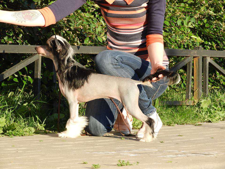 Vinona Blueberry Mist