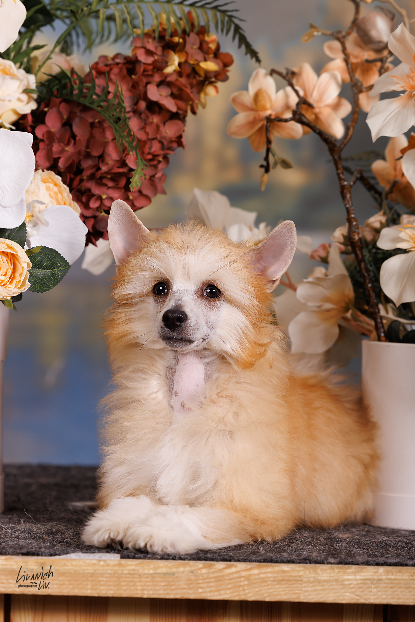 Rolana Family Yashma