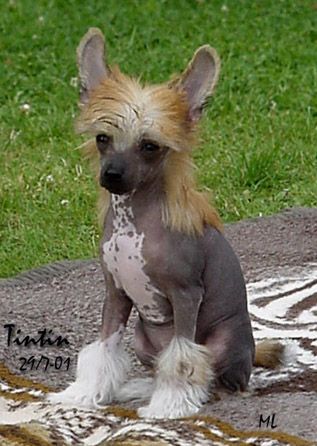 Maldinis Champagne Schahen