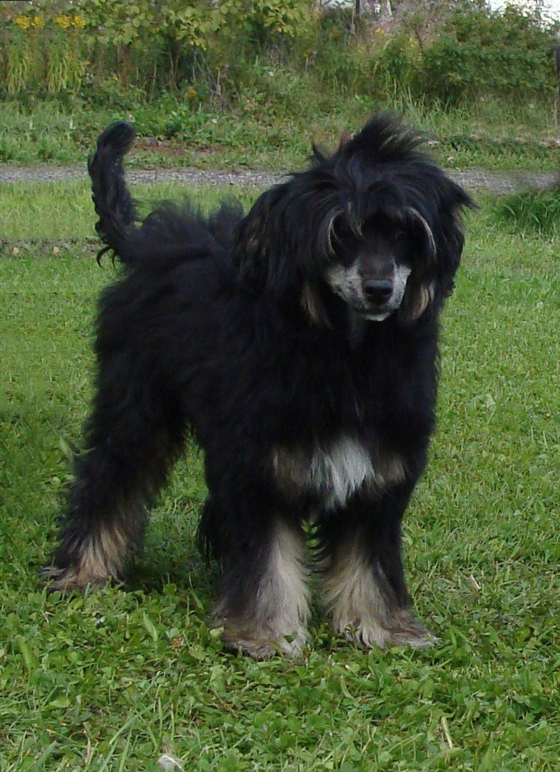 Trollmyren's Opal Eld 