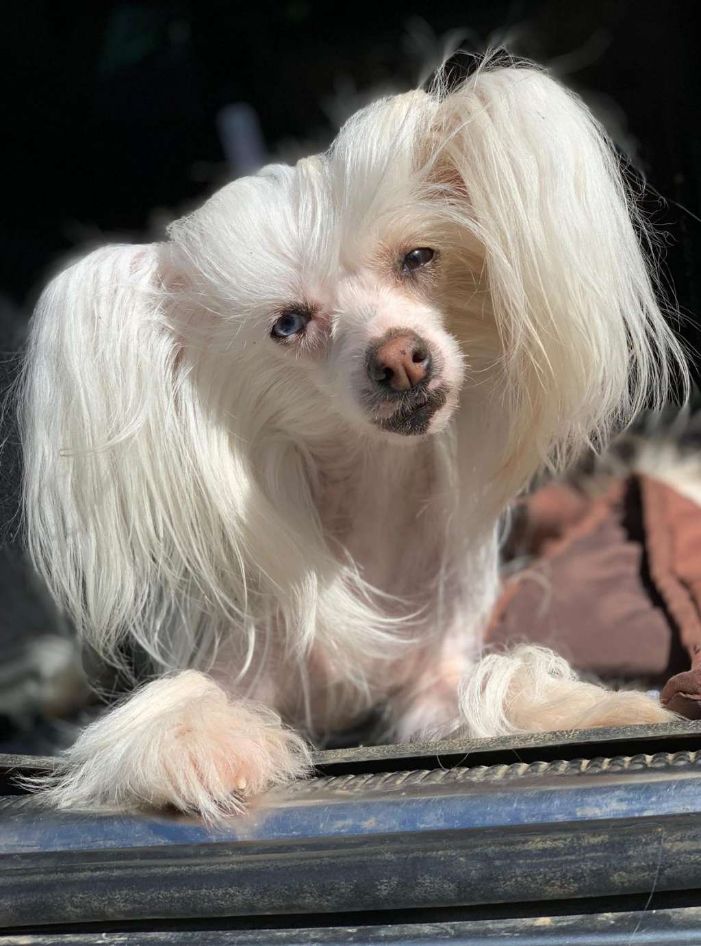 Elisabeth vom Blühmchen