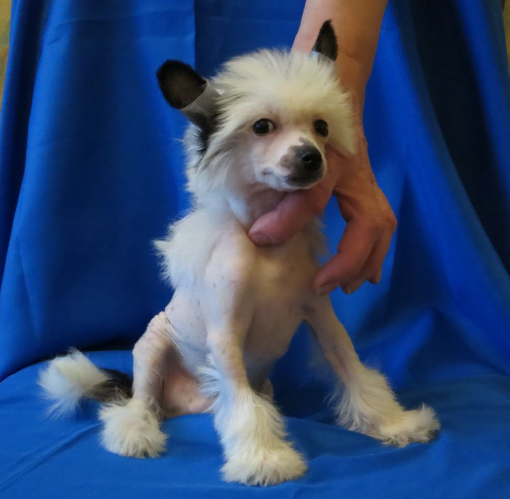 Vernisazh Mari Woodstock