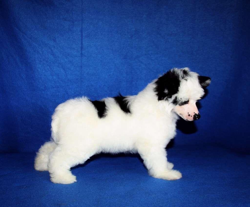 Be My Dog's Two Eyed Tilda