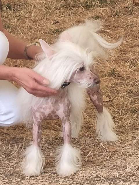 Batiste von Shinbashi