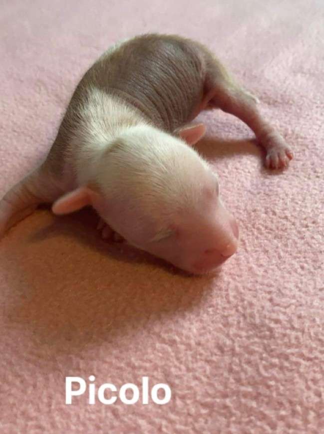 Picolo